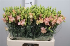 Eust E Falda Apricot 70cm
