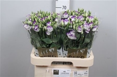 Eus G Rosita Blue Picotee 70cm