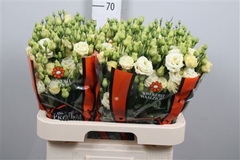 Eust G Rosita Yellow 70cm