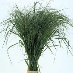Panic Vir Dall Blues 125cm