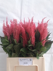 Cel P Royal Pink 70cm