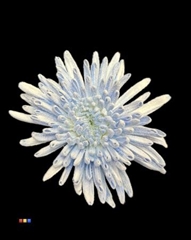 Chr G Ana Snow Blue