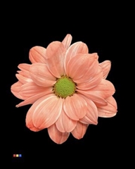 Chr T Chic Pink