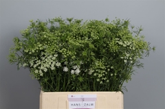 Ammi Majus 65cm