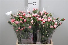Di Tr Swing 65cm 23