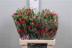 Di Tr Red Kiss 65cm 23