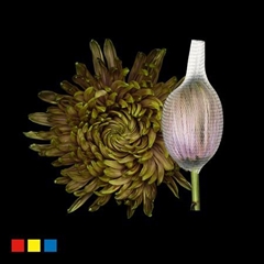 Chr G Stravin Klb H% 70cm
