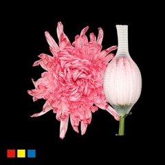 Chr G Stravin Klb H% 70cm