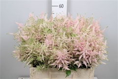 Astil Jap Europa 60cm
