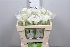 Zant Crystal Blush 50cm