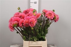 Dahl Dec Pink Runner 55cm
