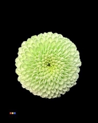 Chr S Dusty Green