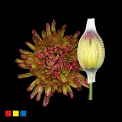 Chr G Stravin Klb H% 70cm