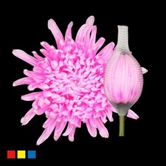 Chr G Stravina Pastel Cerise
