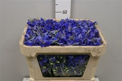 Delph En Volkerfried 60cm 34