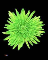 Chr G Topspin Green