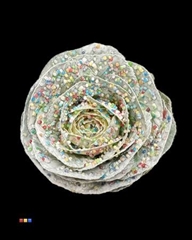 Brassica Candy