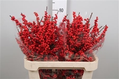 Ilex Vert (RODE Bes) 80cm