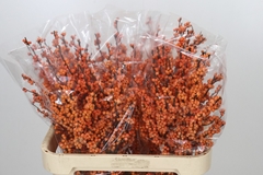 Ilex Winter Gold 80cm