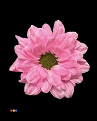 Chr S Bouncer Cerise