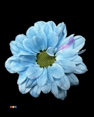Chr S Bouncer Light Blue
