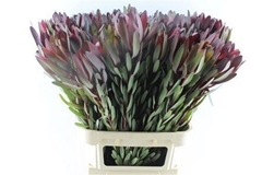 Leucad Safari Sunset 90cm