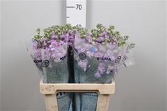 Matth Iron Purple 60cm 23