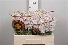 Matth Stox Silver 58cm 23