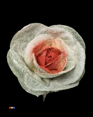 Brassica Marshmallow Red