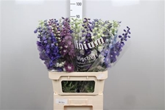 Delph Du Mixed 90cm 34