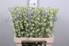 Delph Du Kii Whi Ker 90cm 34