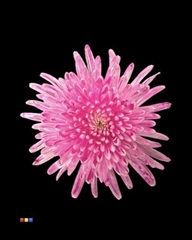 Chr G Topspin Dusty Cerise
