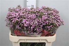 Chame Un Pirouette 70cm 55gram 24