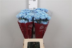 Di St Ov Klb 21% 65cm 13