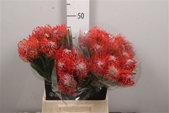 Leuco Co Tango 50cm
