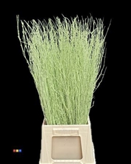 Betula / Berkentak Mint