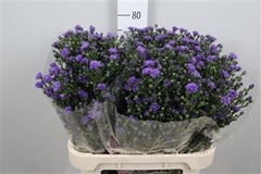 Ast Astee Dark Milka 80cm 30gram