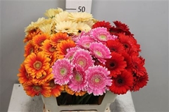 Germini Mixed 50cm 7cm Ø