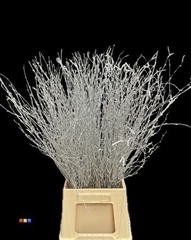 Betula / Berkentak Silver