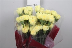 Di St Hermes 65cm 12