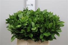 Ruscus Hypophyllum 60cm