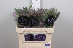 Clematis Amazing Geneva 70cm 23 4