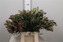 Skim J Rubella Bunch 45cm