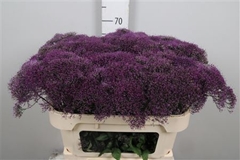 Trach Corine Purple 70cm
