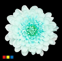 Chr T Altaj Pastel Mint