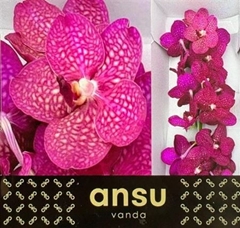 Vanda Fuchsia Magic 25cm