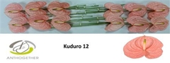 Anth A Kuduro