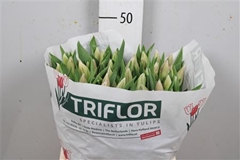 Tu En Sweet Breeze 43cm 45gram 23
