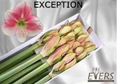 Hipp St Exception 80cm 4+