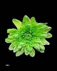 Chr T Baltica Green + Satin